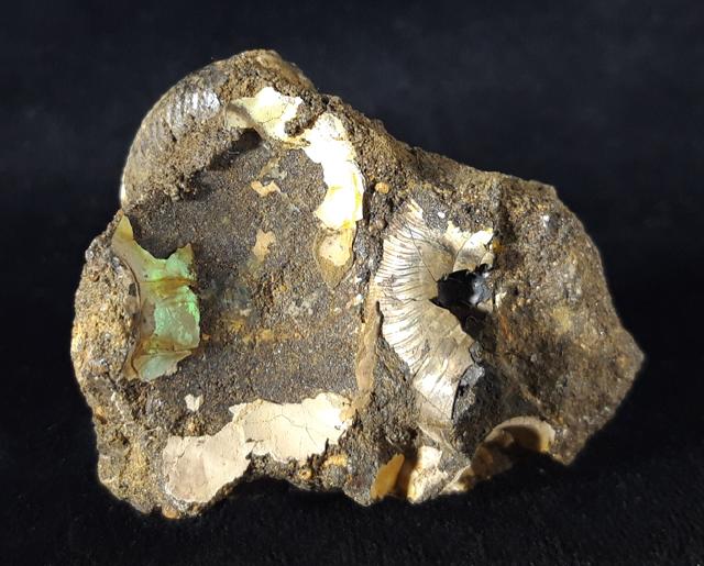 Craspedites subditus (TRAUTSCHOLD 1877) - Bild © FossNet FossilienStore